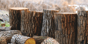 Stump Grinding