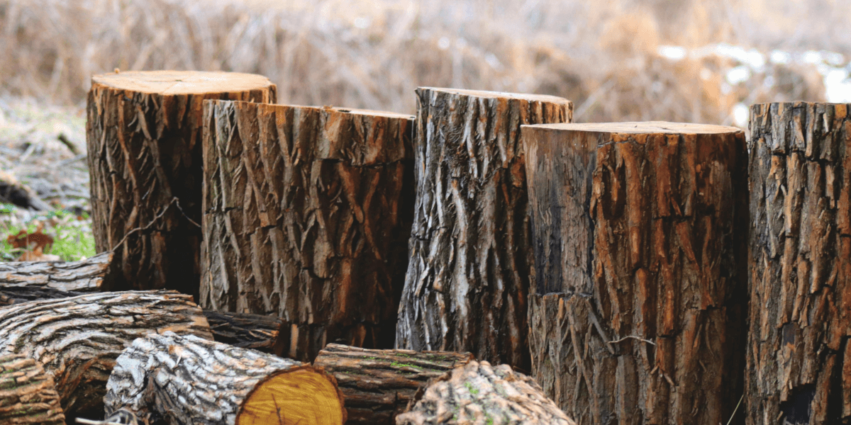 Stump Grinding in New York Capital Region